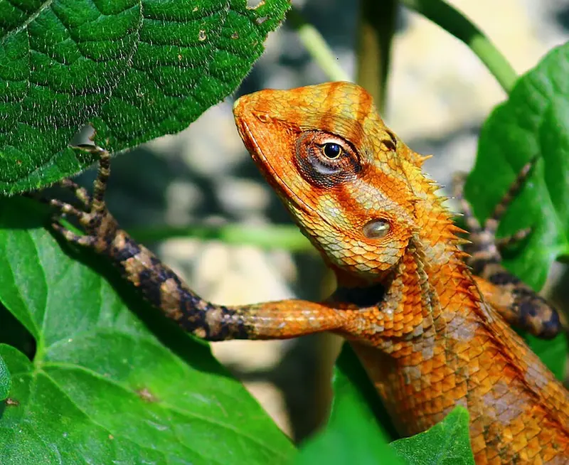 green iguana